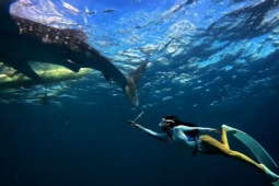 Khách Việt trải nghiệm bơi cạnh loài cá lớn nhất hành tinh
