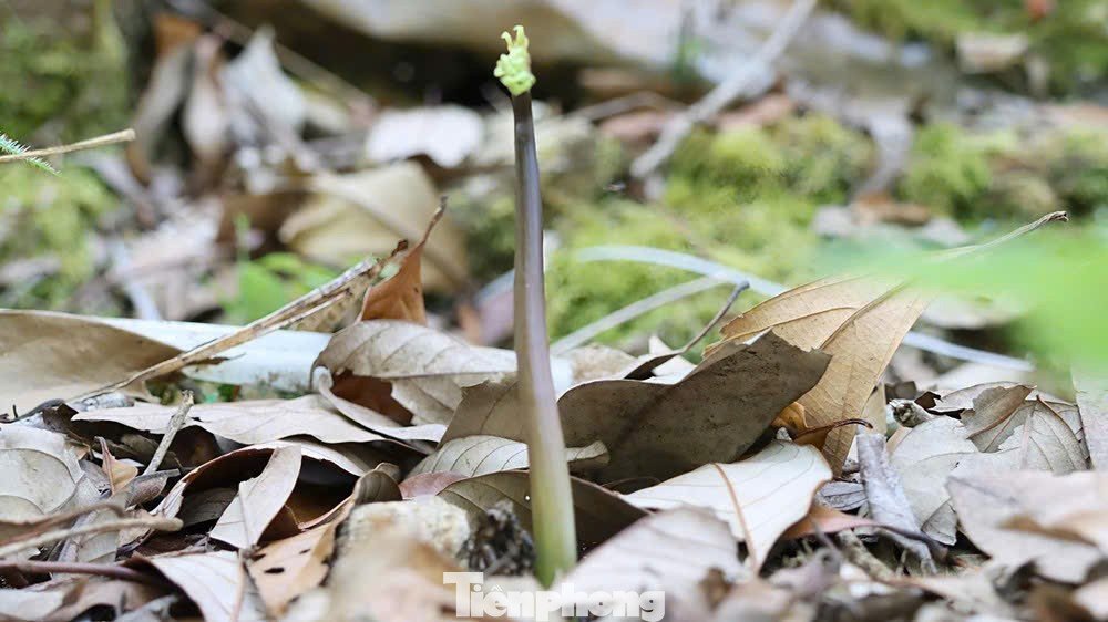 Theo kinh nghiệm của người trồng sâm, mỗi năm cây trải qua 3 chu kỳ phát triển rõ rệt. Từ tháng 11 đến tháng 1 năm sau là giai đoạn ngủ đông, khi cây rụng lá, toàn bộ dinh dưỡng dồn về củ nằm sâu dưới đất.