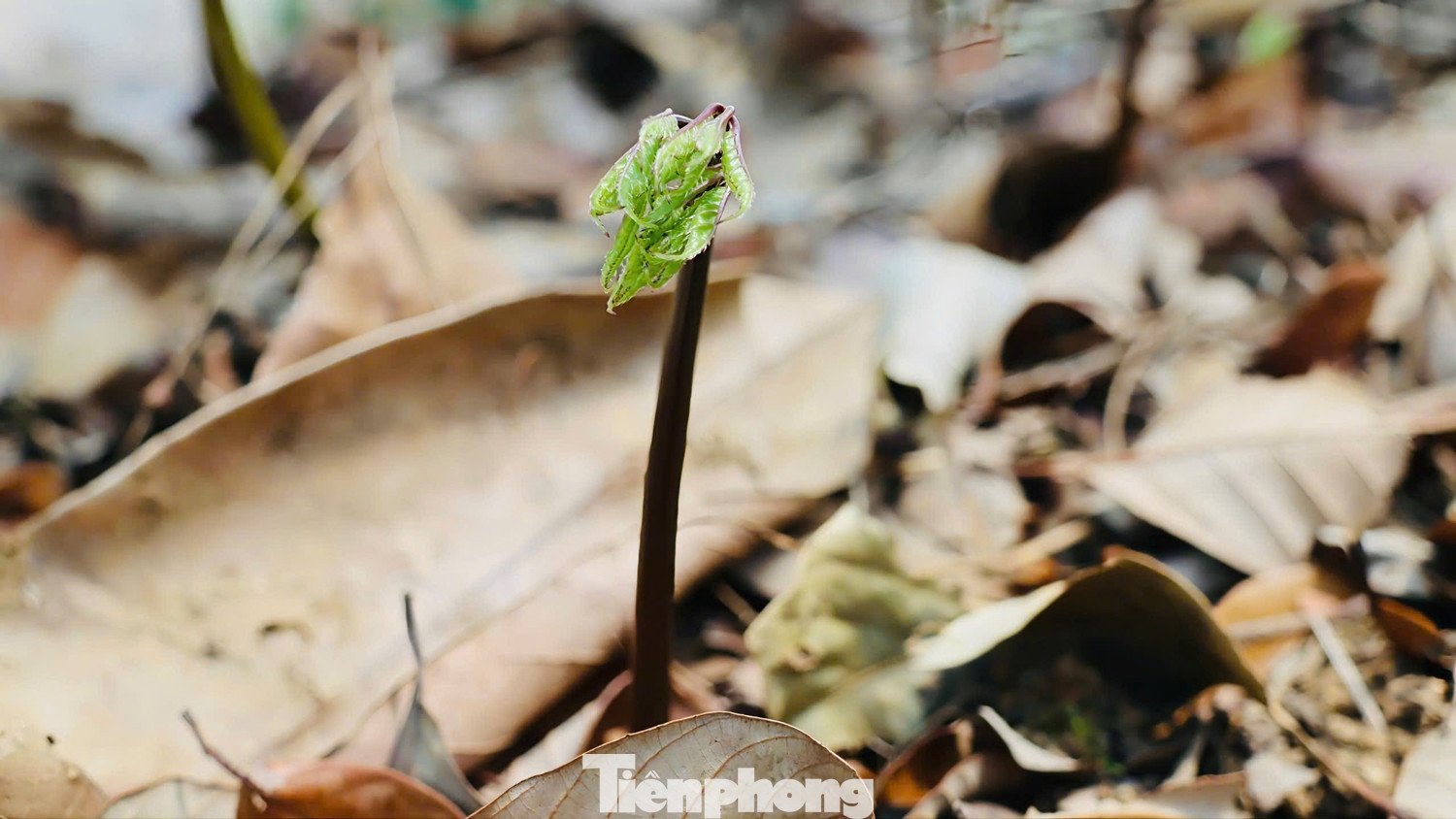 Theo kinh nghiệm của người trồng sâm, mỗi năm cây trải qua 3 chu kỳ phát triển rõ rệt. Từ tháng 11 đến tháng 1 năm sau là giai đoạn ngủ đông, khi cây rụng lá, toàn bộ dinh dưỡng dồn về củ nằm sâu dưới đất.