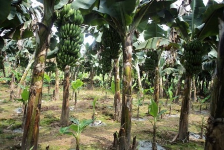 Mâu thuẫn vì chuối bị chặt, em trai sát hại anh ruột