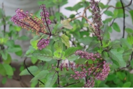 Việt Nam có “nữ hoàng thảo mộc”, bổ ngang nhân sâm lại chỉ được trồng làm cảnh