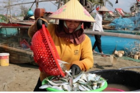 Ngư dân trúng đậm mùa cá trích, thu tiền triệu mỗi chuyến ra khơi