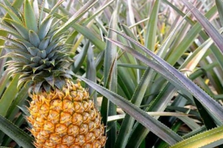 9 bài thuốc chữa bệnh từ quả dứa