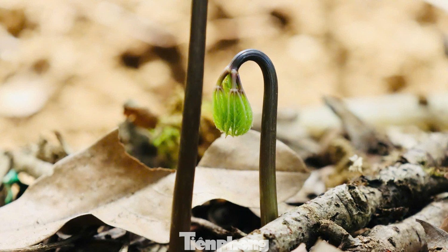 Theo kinh nghiệm của người trồng sâm, mỗi năm cây trải qua 3 chu kỳ phát triển rõ rệt. Từ tháng 11 đến tháng 1 năm sau là giai đoạn ngủ đông, khi cây rụng lá, toàn bộ dinh dưỡng dồn về củ nằm sâu dưới đất.