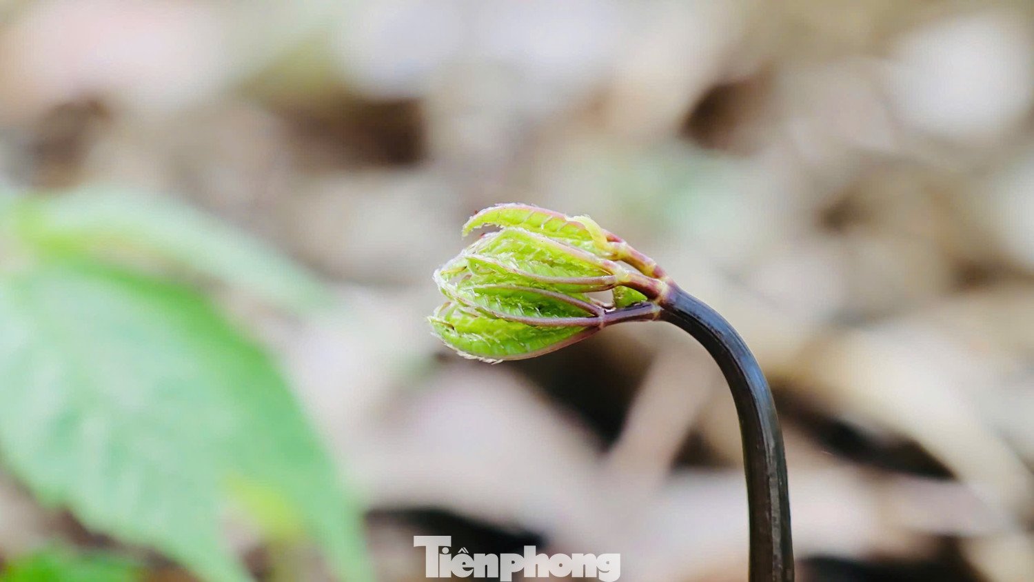 Sang tháng 2 và 3, cây bước vào chu kỳ “thức giấc”, bắt đầu mọc cuống, hình thành lá, ra hoa và cũng là lúc những hạt giống ươm từ mùa trước nảy mầm, mở đầu vụ trồng mới.