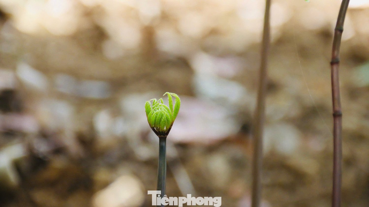 Sang tháng 2 và 3, cây bước vào chu kỳ “thức giấc”, bắt đầu mọc cuống, hình thành lá, ra hoa và cũng là lúc những hạt giống ươm từ mùa trước nảy mầm, mở đầu vụ trồng mới.