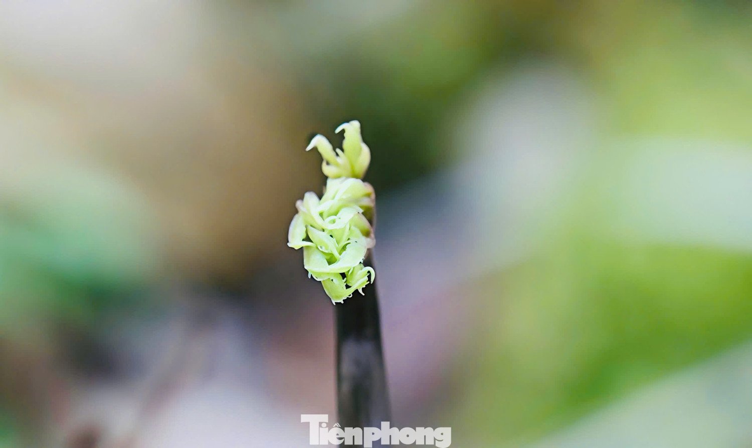 Sang tháng 2 và 3, cây bước vào chu kỳ “thức giấc”, bắt đầu mọc cuống, hình thành lá, ra hoa và cũng là lúc những hạt giống ươm từ mùa trước nảy mầm, mở đầu vụ trồng mới.