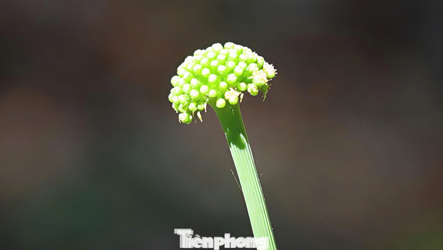 Từ tháng 3 đến tháng 5 là giai đoạn hình thành hạt. Đến khoảng tháng 7, hạt chín dần và được thu hoạch kéo dài đến tháng 10. Sau chu kỳ sinh trưởng, cây lại quay về trạng thái “ngủ đông” để tích lũy dưỡng chất cho mùa sau.