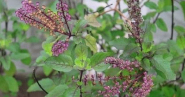 Việt Nam có “nữ hoàng thảo mộc”, bổ ngang nhân sâm lại chỉ được trồng làm cảnh