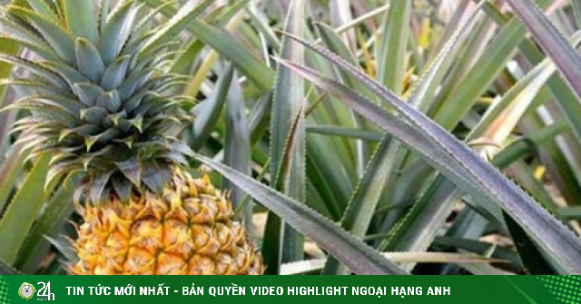 9 bài thuốc chữa bệnh từ quả dứa