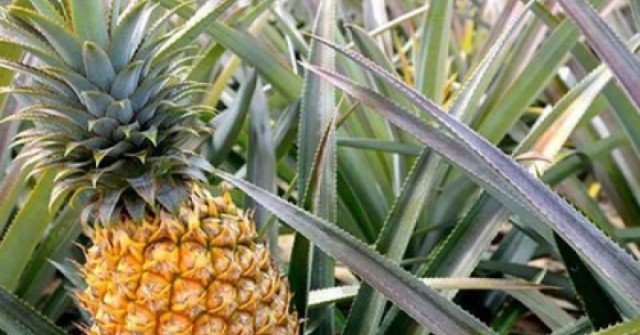 9 bài thuốc chữa bệnh từ quả dứa