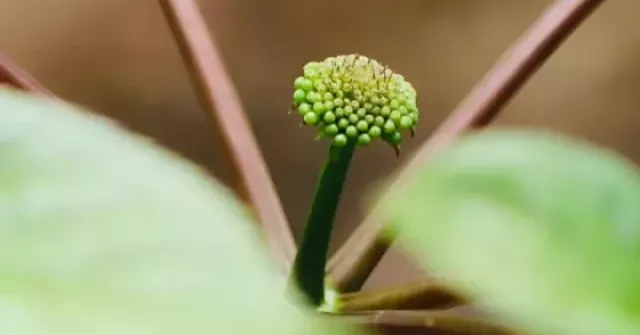 Mùa 'báu vật đại ngàn' thức giấc