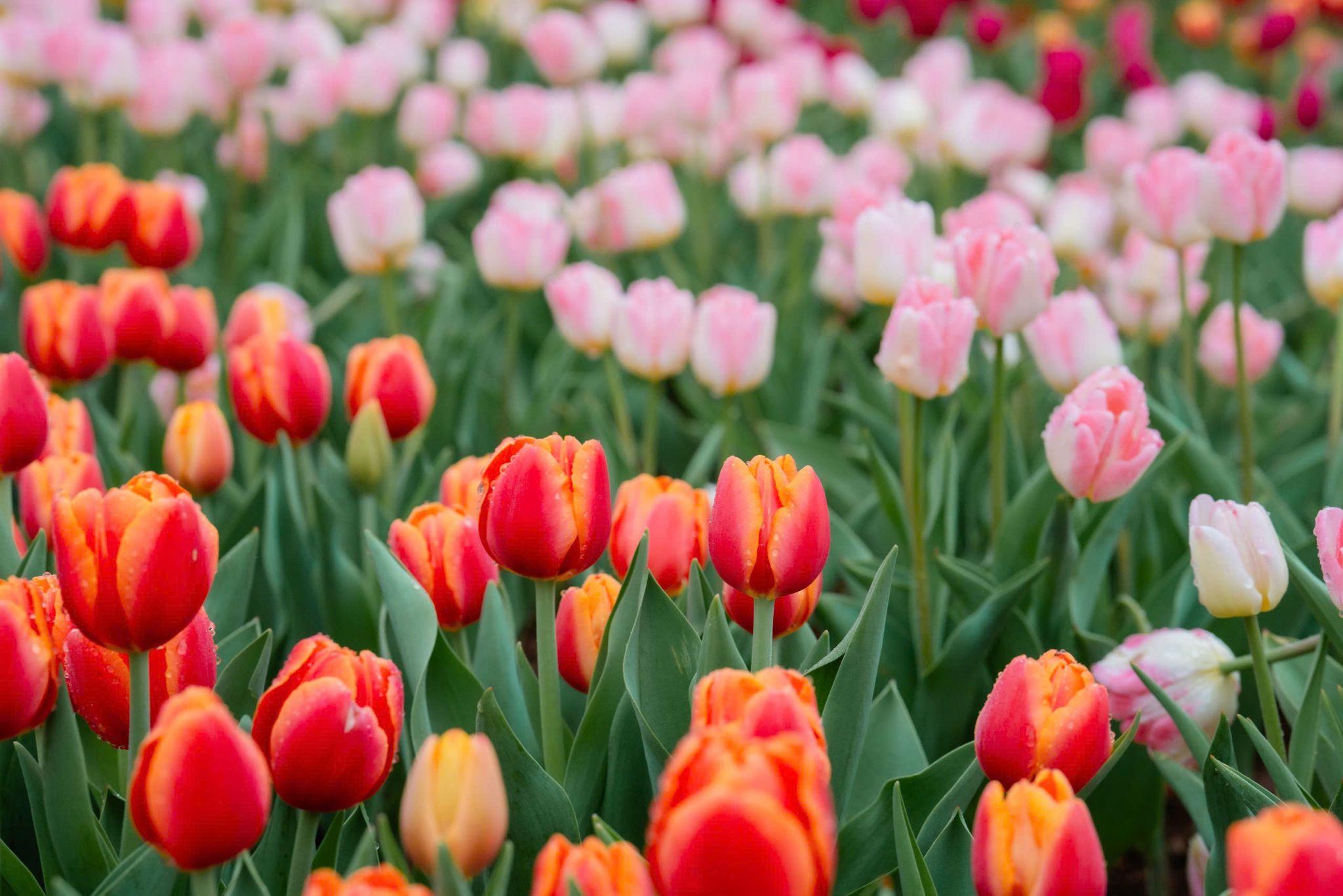 Vườn hoa Tulip đa sắc màu đang bung nở rực rỡ tại núi Bà.