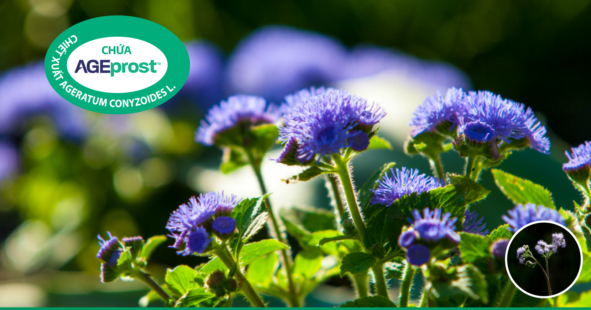 Bộ phận thường bị vứt bỏ, nhưng nếu dùng đúng cách lại trở thành “nước đại bổ” giúp giảm tiểu đêm, tiểu nhiều lần - 5