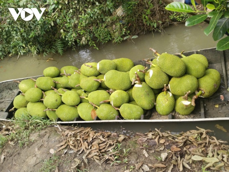 Trái mít tại tỉnh Đồng Tháp rớt giá thê thảm, đầu ra rất ế ẩm
