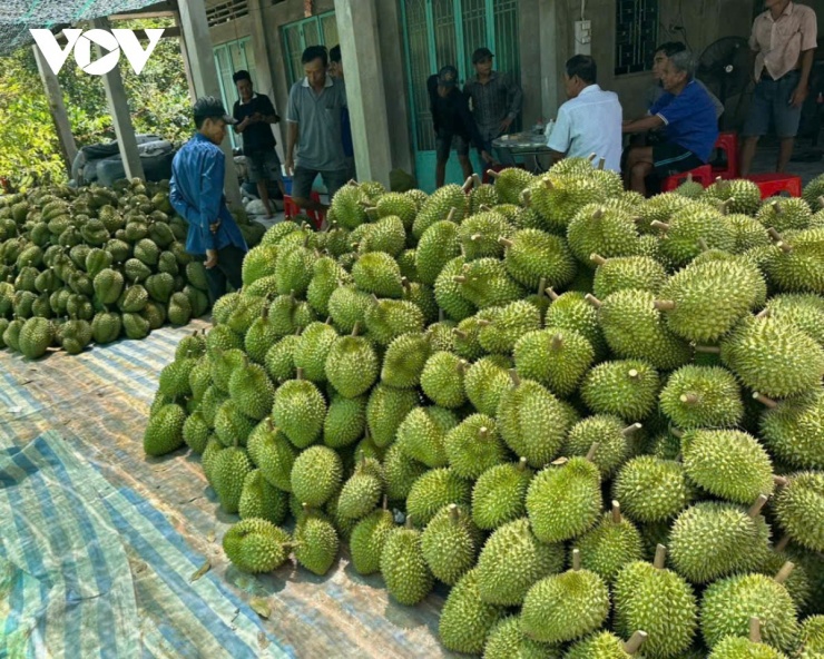 Trái sầu riêng đang sụt giá, nhà vườn giảm thu nhập