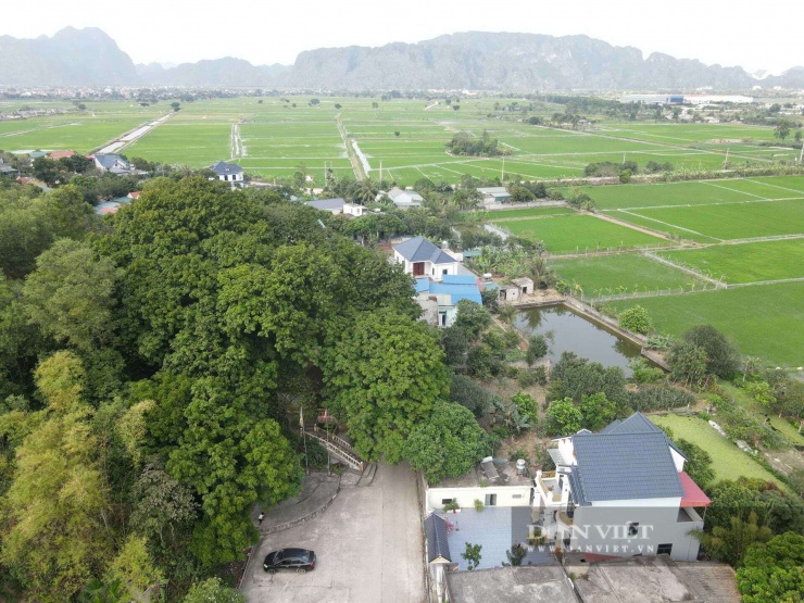 6 "cụ" lim xanh&nbsp; ở làng cổ Bích Sơn, xã Gia Vân, tỉnh Ninh Bình vẫn luôn xanh tốt dù đã&nbsp;hàng trăm năm tuổi. Ảnh: BM