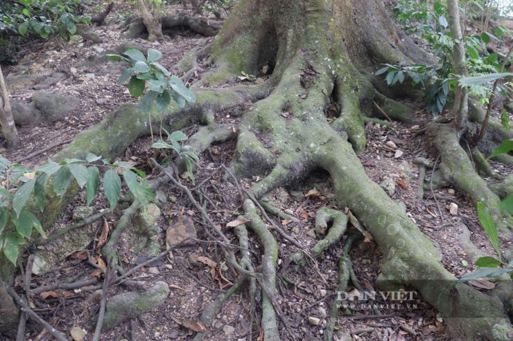 Bộ rễ cây lim cổ thụ đang phát triển mạnh trên mặt đất. Ảnh: BM