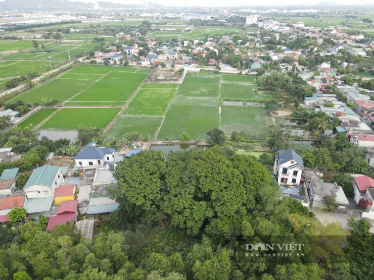 6 cây lim xanh ở ngôi đền cổ làng Bích Sơn (xã Gia Vân) tỏa bóng một vùng. Ảnh: BM