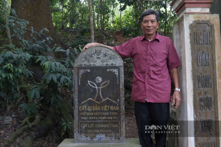 Ông Lê Đức Yên - thủ từ đền làng Bích Sơn bên cây lim xanh cổ thụ. Ảnh: BM