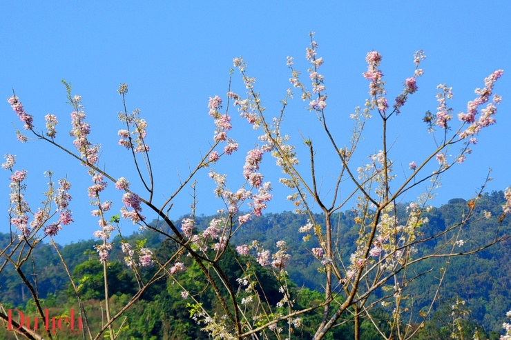 Bản hòa ca núi rừng rực rỡ sắc màu Sơn Tây Thượng - 19