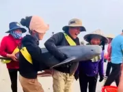 Thả hai con cá heo mắc lưới ngư dân về với biển