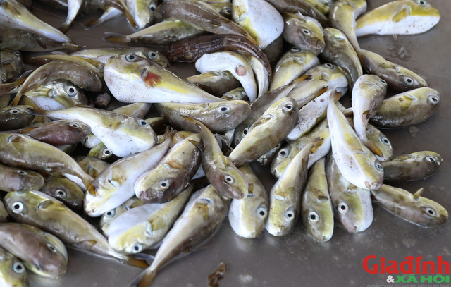 Cá nóc là loài cá cực độc.