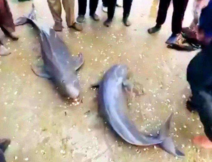 Hai con cá heo được ngư dân kéo lưới đánh bắt được.