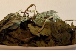 Nông dân hái ra tiền từ “thần dược” mọc dại ven đường