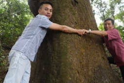 Một làng cổ ở Ninh Bình có 6 “cụ” lim xanh, là báu vật của làng, gốc cây mấy người ôm không xuể