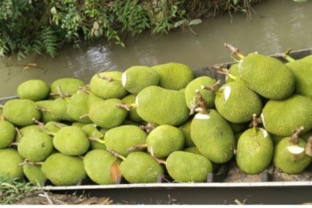 Giá mít giảm thê thảm, người mua thưa thớt