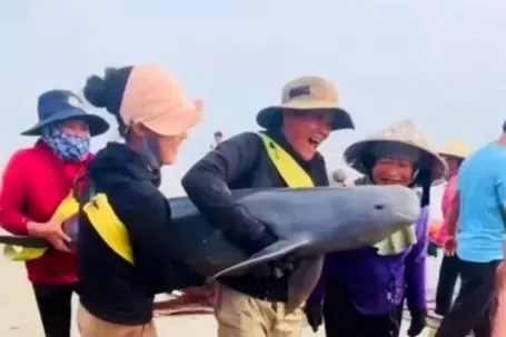 Thả hai con cá heo mắc lưới ngư dân về với biển