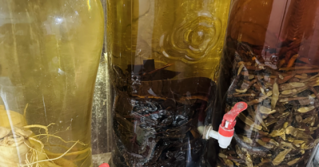 Độc tính chết người giấu trong những bình rượu tự ngâm