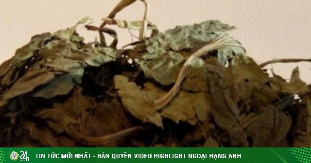 Nông dân hái ra tiền từ “thần dược” mọc dại ven đường