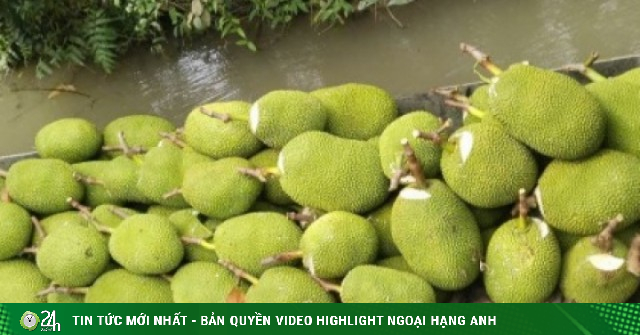 Giá mít giảm thê thảm, người mua thưa thớt