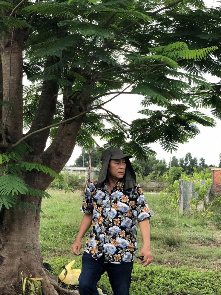 Tạ Minh Tâm thích trồng các loài cây quen thuộc, dân dã, muốn kiến tạo không gian sống gợi nhớ tuổi thơ ở quê với những hàng phượng, dừa, cam, ổi…