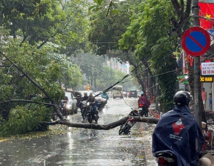 Hiện trường vụ cây xanh bị bật gốc đè trúng người đi xe máy.&nbsp;