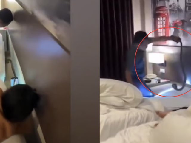 Rắn hổ mang xuất hiện trong phòng ngủ tại khách sạn