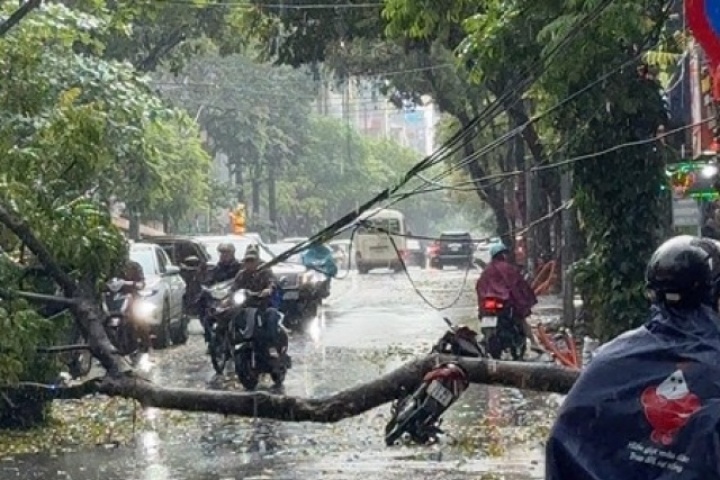 Cây xanh bật gốc trong mưa, đè trúng người đi xe máy