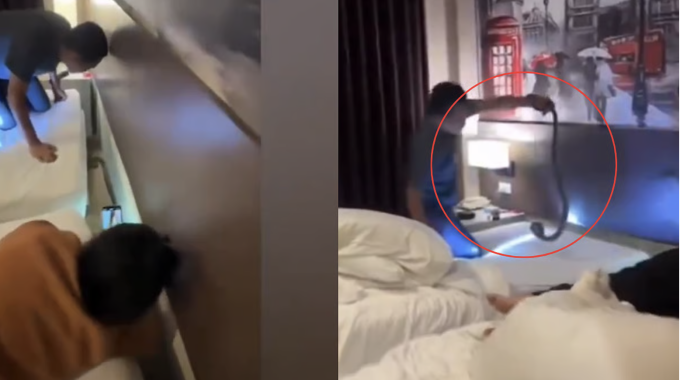 Khoảnh khắc phát hiện rắn hổ mang trong khách sạn. Ảnh: @pureguava10300