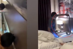 Rắn hổ mang xuất hiện trong phòng ngủ tại khách sạn