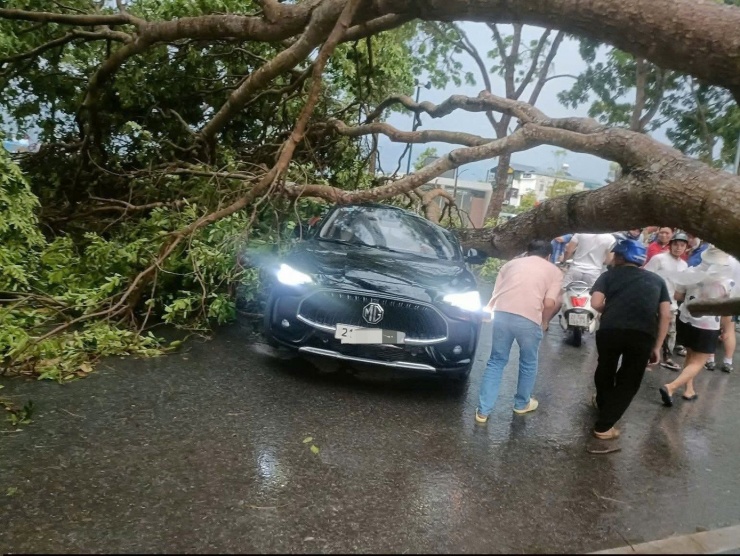 Cây đổ trong mưa dông làm đứt dây điện, đè hư hỏng một số ô tô.