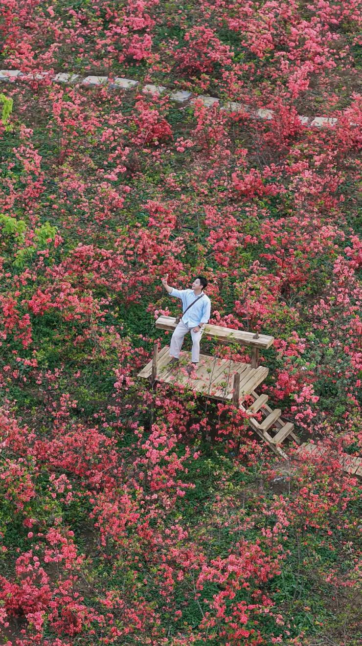 Hoa đỗ quyên bung nở ở Mộc Châu - 6