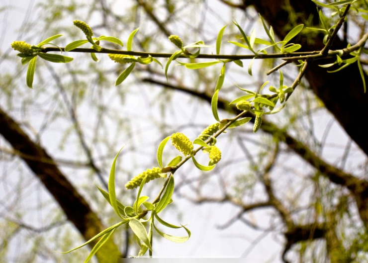 Thời điểm tốt nhất để ăn loại rau dại này là từ cuối tháng 3 đến đầu tháng 4