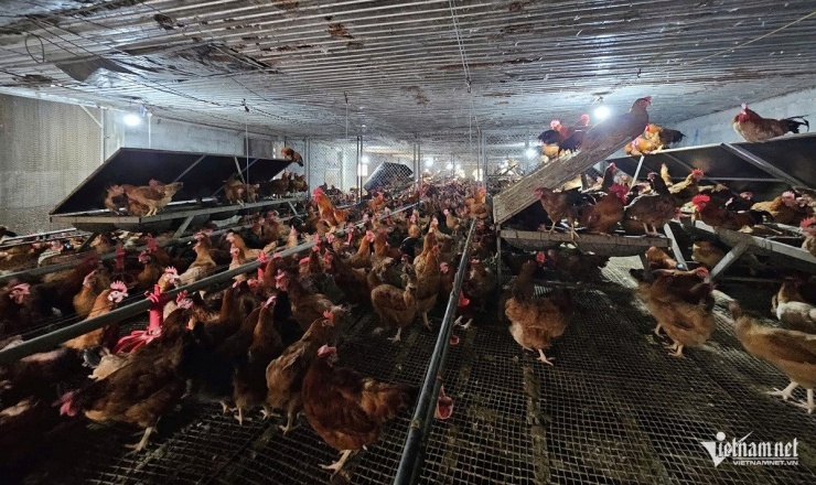 Một trong những chuồng nuôi gà bố mẹ. Ảnh: Hải Sâm