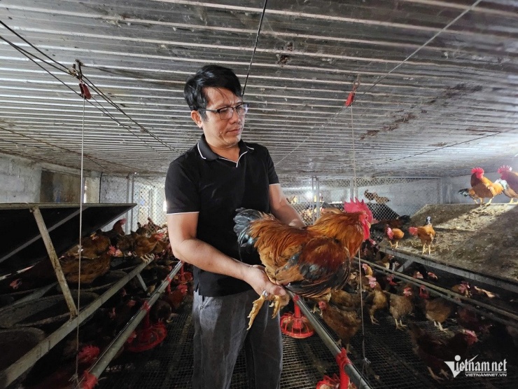 Nhận thấy tiềm năng của giống gà kiến bản địa, anh tập trung nghiên cứu, chọn lọc và tự lai tạo giống phù hợp với điều kiện địa phương và nhu cầu thị trường. Ảnh: Hải Sâm