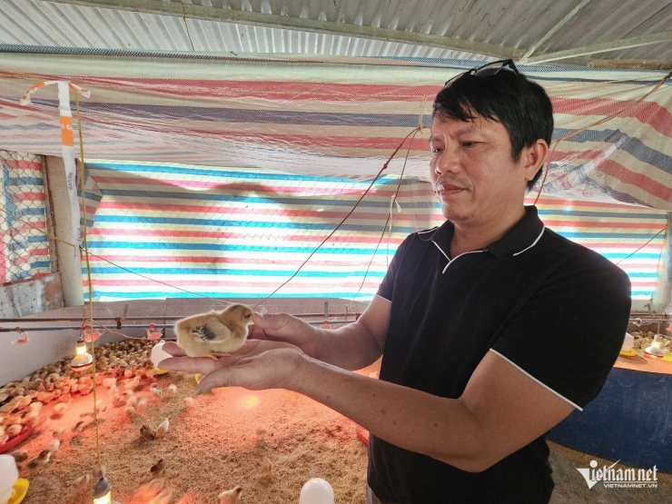 Giống gà kiến lai tạo của anh có trọng lượng xuất chuồng khoảng 1,6kg sau 4 tháng nuôi, được người tiêu dùng ưa chuộng. Ảnh: Hải Sâm