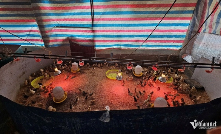 Gà con sau khi nở được tiêm phòng 4 loại bệnh ngay từ 1 ngày tuổi. Ảnh: Hải Sâm