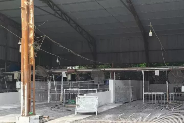 Tận thấy lò mổ gần 300 tấn lợn bệnh ở Hà Nội