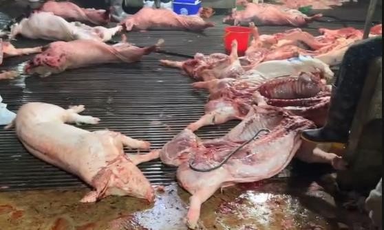 Lợn bệnh được giết mổ.